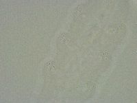 Diphascon alpinum image