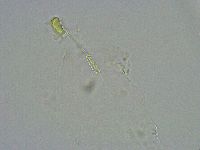 Diphascon alpinum image