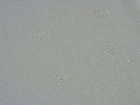 Diphascon alpinum image