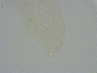 Diphascon alpinum image