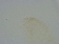 Diphascon alpinum image