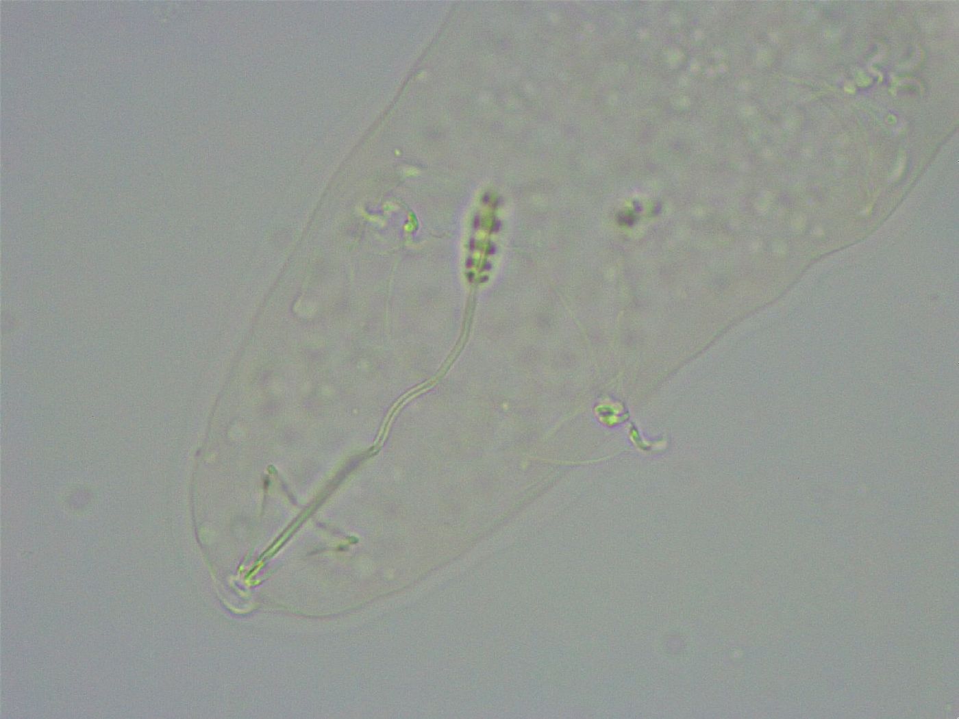 Diphascon alpinum image