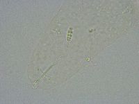 Diphascon alpinum image