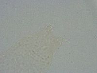 Diphascon alpinum image