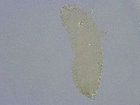 Diphascon alpinum image