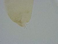 Diphascon alpinum image