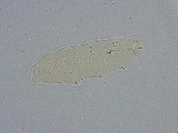 Diphascon alpinum image