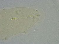 Diphascon alpinum image