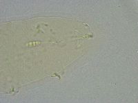 Diphascon alpinum image
