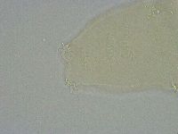 Diphascon alpinum image