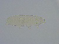 Diphascon alpinum image