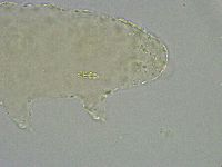 Diphascon alpinum image