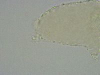 Diphascon alpinum image