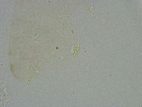 Diphascon alpinum image