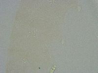 Diphascon alpinum image