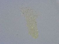 Diphascon alpinum image