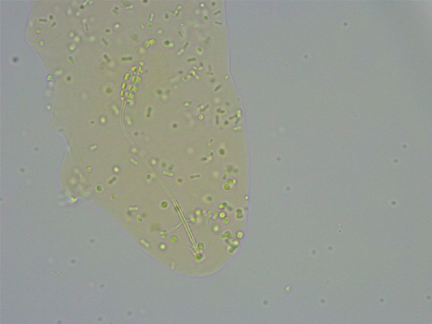 Diphascon alpinum image