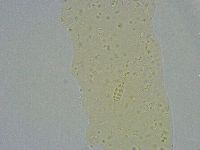 Diphascon alpinum image