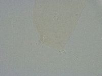 Diphascon alpinum image