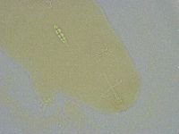 Diphascon alpinum image