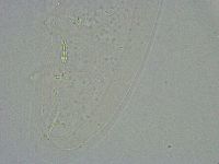 Diphascon alpinum image