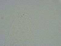 Diphascon alpinum image