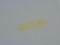 Diphascon alpinum image