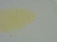 Diphascon alpinum image