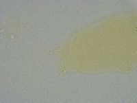 Diphascon alpinum image