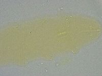 Diphascon alpinum image