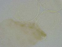Diphascon alpinum image