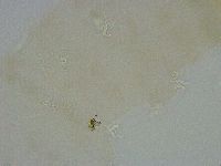 Diphascon alpinum image