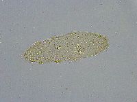 Diphascon alpinum image