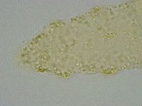 Diphascon alpinum image
