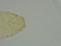 Diphascon alpinum image