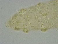 Diphascon alpinum image