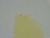 Diphascon alpinum image