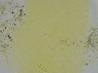 Diphascon alpinum image