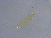 Platicrista angustata image