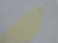 Platicrista angustata image