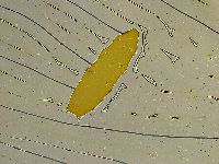 Platicrista angustata image
