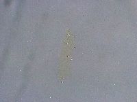 Platicrista angustata image