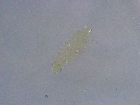 Platicrista angustata image