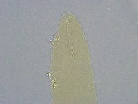 Platicrista angustata image
