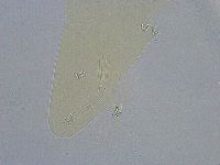 Platicrista angustata image