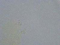 Platicrista angustata image