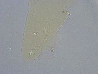 Platicrista angustata image