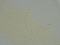 Platicrista angustata image