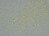 Platicrista angustata image