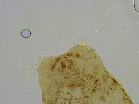 Platicrista angustata image